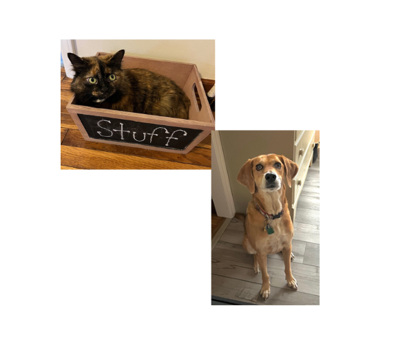 Pets